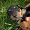 ORION, chiot mâle Berger Créole