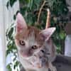 LEVI, chaton créole mâle