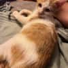 LEVI, chaton créole mâle