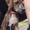 PIKA, chiot Berger Créole femelle