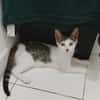 TWIX , chaton mâle type européen