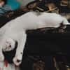 TWIX , chaton mâle type européen