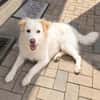 April sucht passendes Zuhause