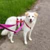 April sucht passendes Zuhause