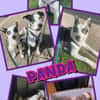 aktive hübsche Panda auf PS 90768