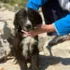 Arti möchte mit dir das Hunde 1x1 lernen
