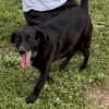 Labradormischling Pauli sucht Familie