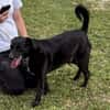 Labradormischling Pauli sucht Familie