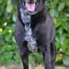 Labradormischling Pauli sucht Familie