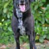 Labradormischling Pauli sucht Familie