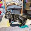 Menschenbezogene Katze Esmiralda