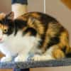Ruxi