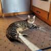 Einzelprinzessin Flia sucht ihre Familie