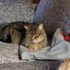 Einzelprinzessin Flia sucht ihre Familie