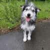 Poppy