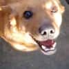 Bobo - freundlicher Hund sucht Familie