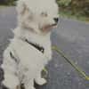 aktiver IDEFIX sucht Familie mit Hund