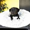 Belmondo unser kleiner Chameur...