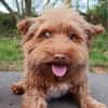 Aslan💕wartet ab dem 07.06 in PLZ 90552