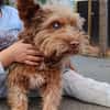 Aslan💕wartet ab dem 07.06 in PLZ 90552