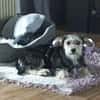 Sweety  in 59872 Meschede