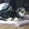 Sweety  in 59872 Meschede