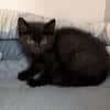 NERA