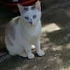 Choupette