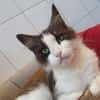 TASSIA CHA
