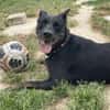 XENA