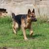Sancho