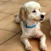 ✨️ QORMI ✨️ 🐶