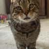 FILOU
