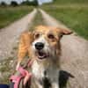 Thor- sucht in Bayern sein Zuhause!