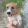 Thor- sucht in Bayern sein Zuhause!