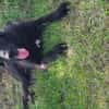 🐾Atesfreundlicher Herdenschutzhund-Mix
