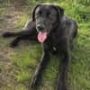 🐾Atesfreundlicher Herdenschutzhund-Mix