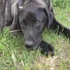 🐾Atesfreundlicher Herdenschutzhund-Mix