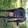 🐾Atesfreundlicher Herdenschutzhund-Mix
