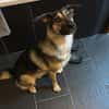 Unsichere Luna sucht erfahrenes Zuhause