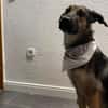Unsichere Luna sucht erfahrenes Zuhause