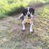 Traumbegleiter Pachon Navarro Yoni sucht