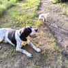 Traumbegleiter Pachon Navarro Yoni sucht