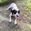 Traumbegleiter Pachon Navarro Yoni sucht