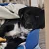 Darcy, 6 Monate, lebhaft, verspielt
