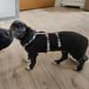 Darcy, 6 Monate, lebhaft, verspielt