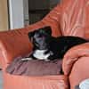 Darcy, 6 Monate, lebhaft, verspielt