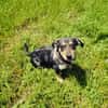 Rory ein toller Dackelmix