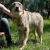 Aufgeweckter Nabaro sucht seine Familie!