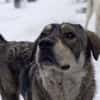 Aufgeweckter Nabaro sucht seine Familie!